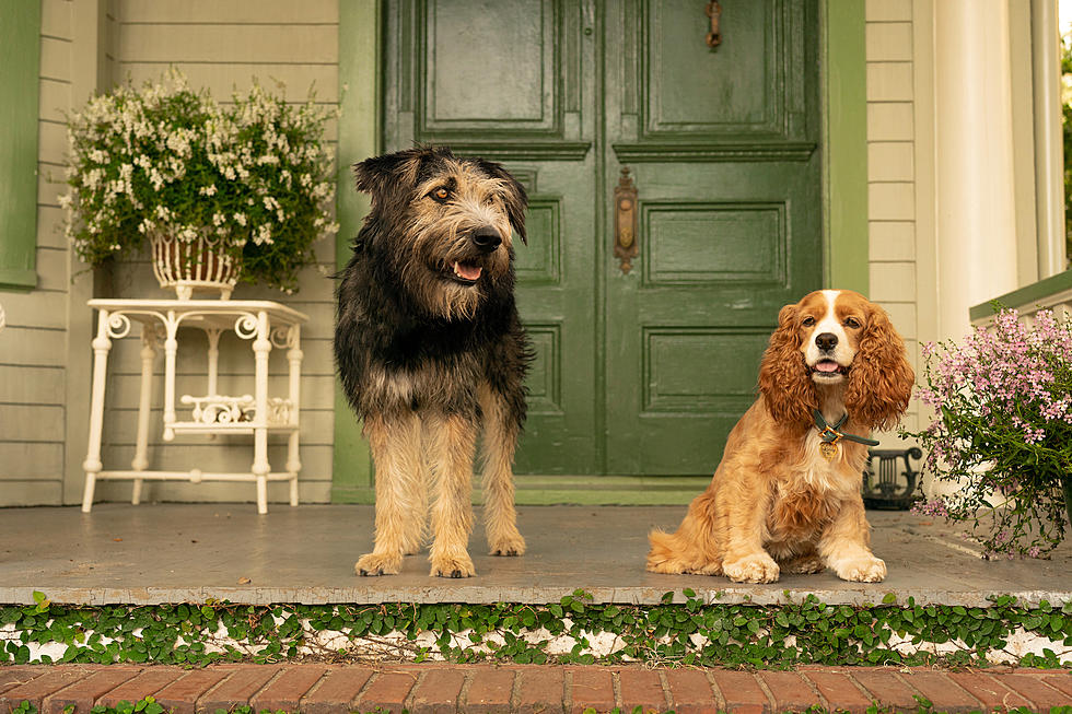 LADY+AND+THE+TRAMP+MOVIE+REVIEW