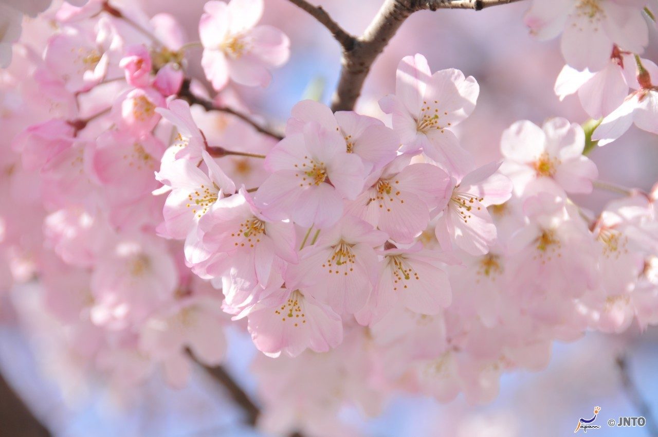Sakura+Matsuri+Cherry+Blossom+Festival